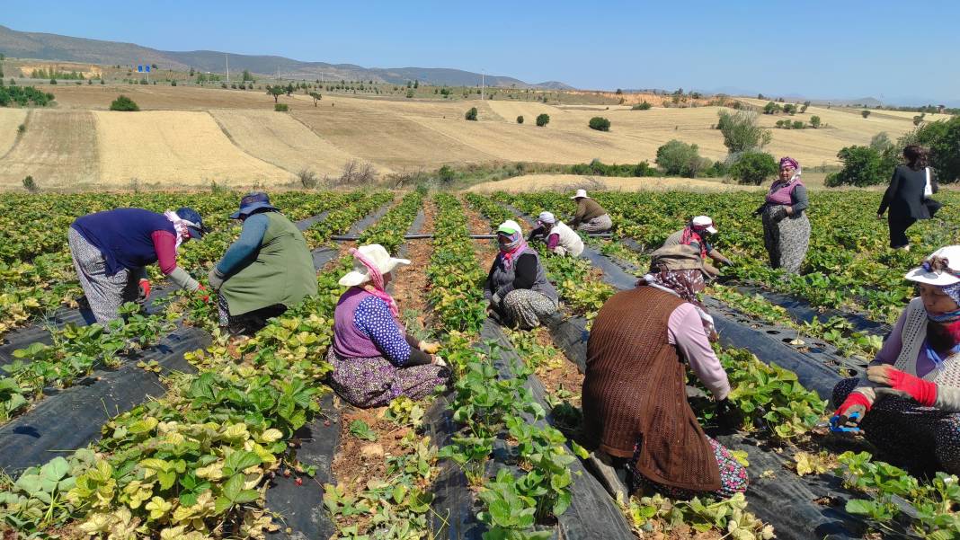 Konya’nın kırmızı altını için büyük adım 2